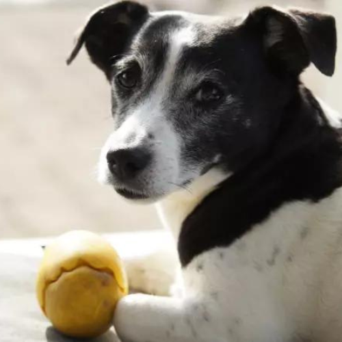Stella, Bürohund der Virtuellen Assistenz Zeier