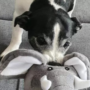 Berufserfahrungen Welpenschule Junghundekurs 1 Junghundekurs 2 Hundeschule (2 Jahre) SKN Hundekurs