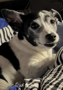 Im Sommer 2011 bin ich im Kanton Luzern auf einem Bauernhof zur Welt gekommen und habe meine ersten Wochen mit meinen Geschwistern und meiner Mutter zwischen Katzen, Kühen und Schafen verbracht. Mit zehn Wochen bin ich zu meinem Frauchen und ihrer Tochter gezogen.